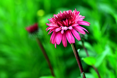 おばちゃんの花畑-Ⅲ　エキナセア