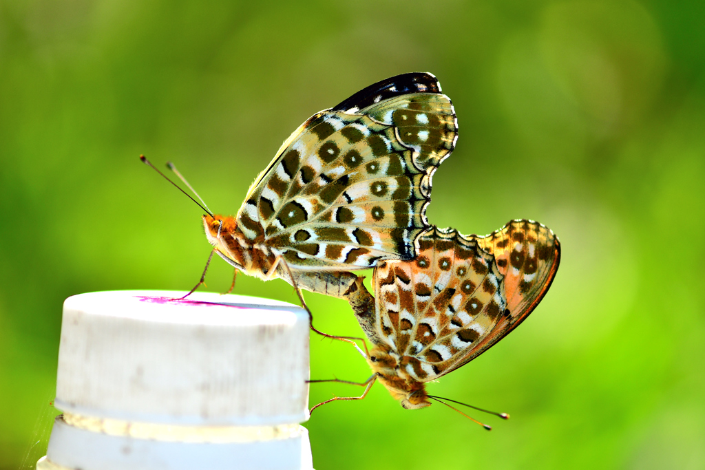 ペットボトルとヒョウモンチョウ