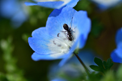 春の花たち-Ⅴ