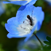 春の花たち-Ⅴ
