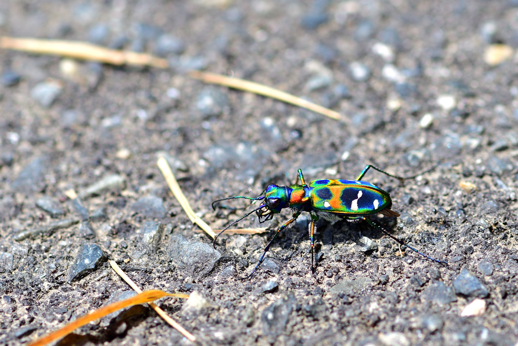 Tiger Beetle