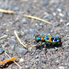 Tiger Beetle