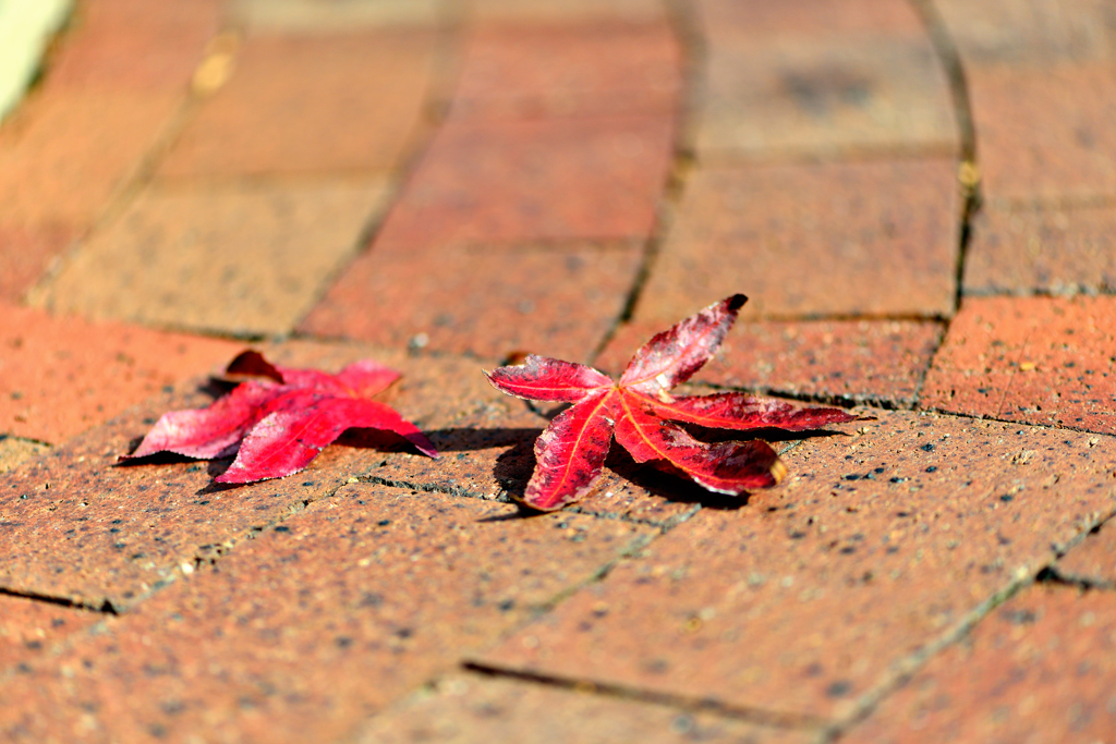 fallen leaves