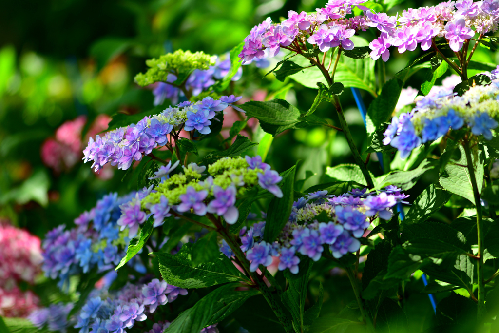 あじさい