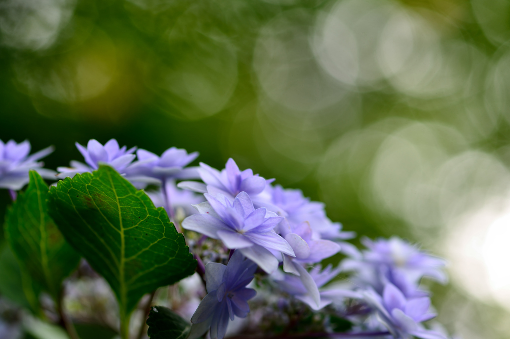 住心院　紫陽花-ⅩⅡ