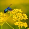 幸せを呼ぶ青い蜂オオセイボウ