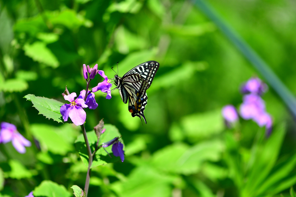 landing