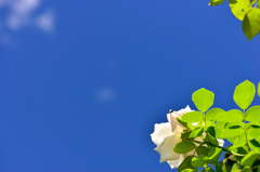 青空と白い薔薇