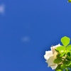 青空と白い薔薇