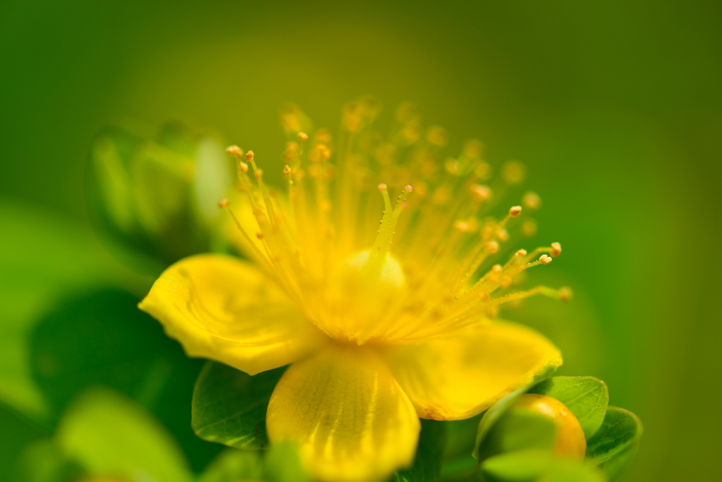 おしべとめしべ-Ⅱ