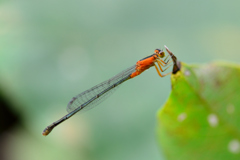 異色型未熟個体・・・