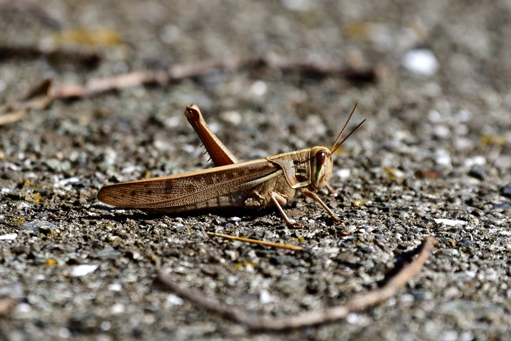 bathe-in-the-sun-by-ruuki-id-8331818-photohito