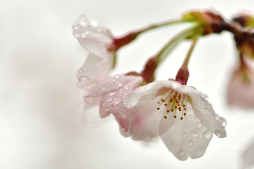 桜雨-Ⅲ