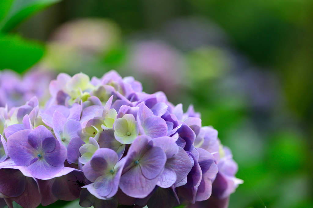 紫陽花-Ⅱ