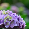 紫陽花-Ⅱ
