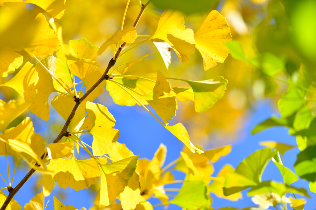 yellow