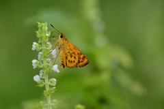 雨上がりの合間に-Ⅳ