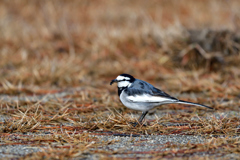 まいどお馴染み-Ⅲ