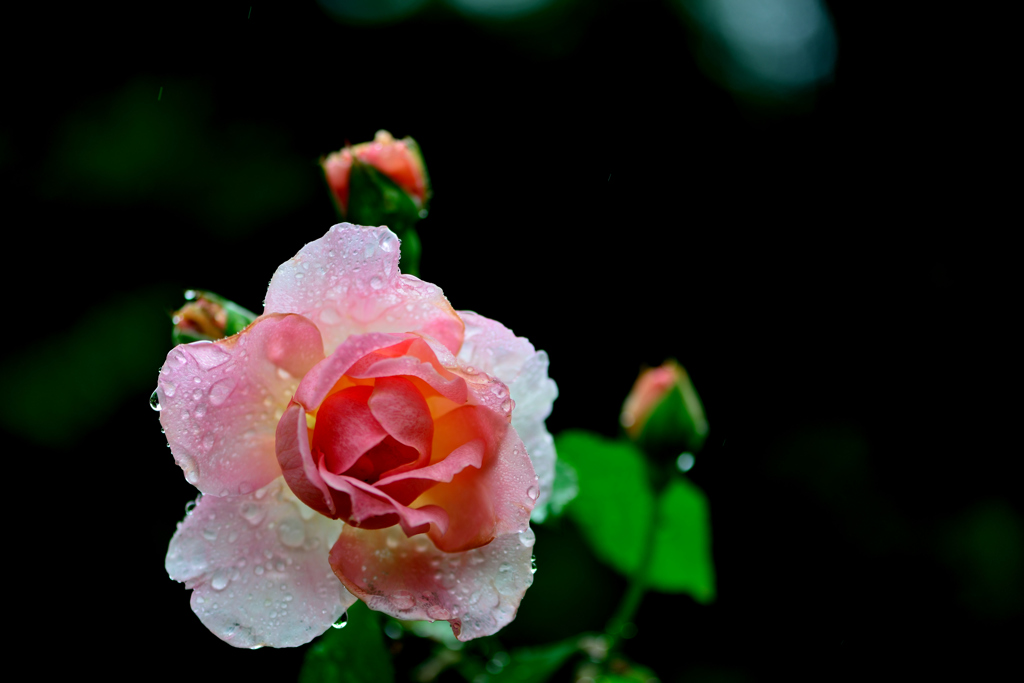 梅雨ーⅠrose　