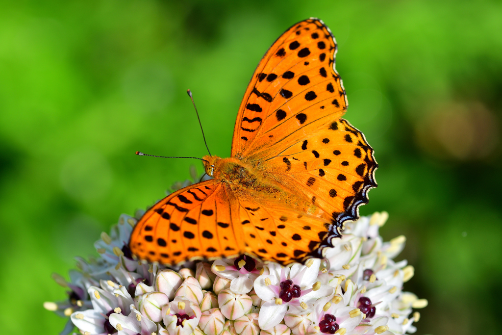 虫たちの季節-Ⅴ