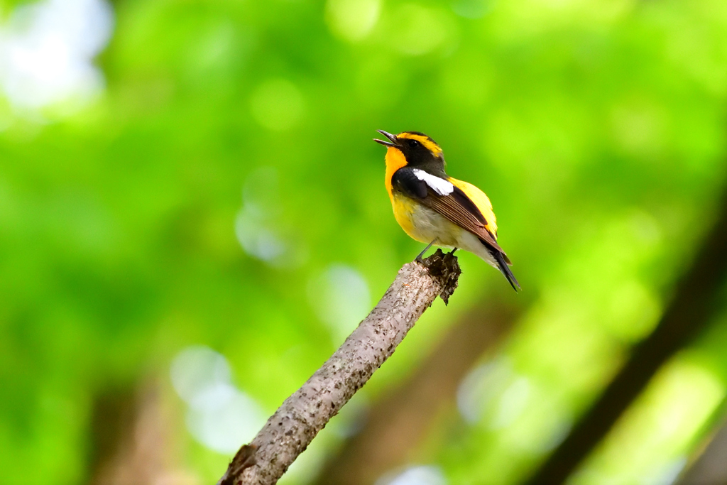 朝の挨拶ピヨピピッピキ-Ⅰ