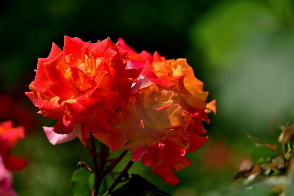 無料バラ園にて-Ⅱ