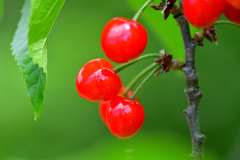 今年も沢山実りました-Ⅲ