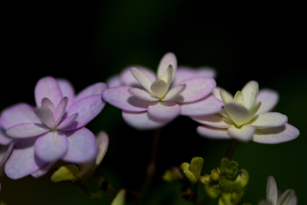 装飾花