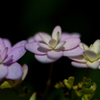 装飾花