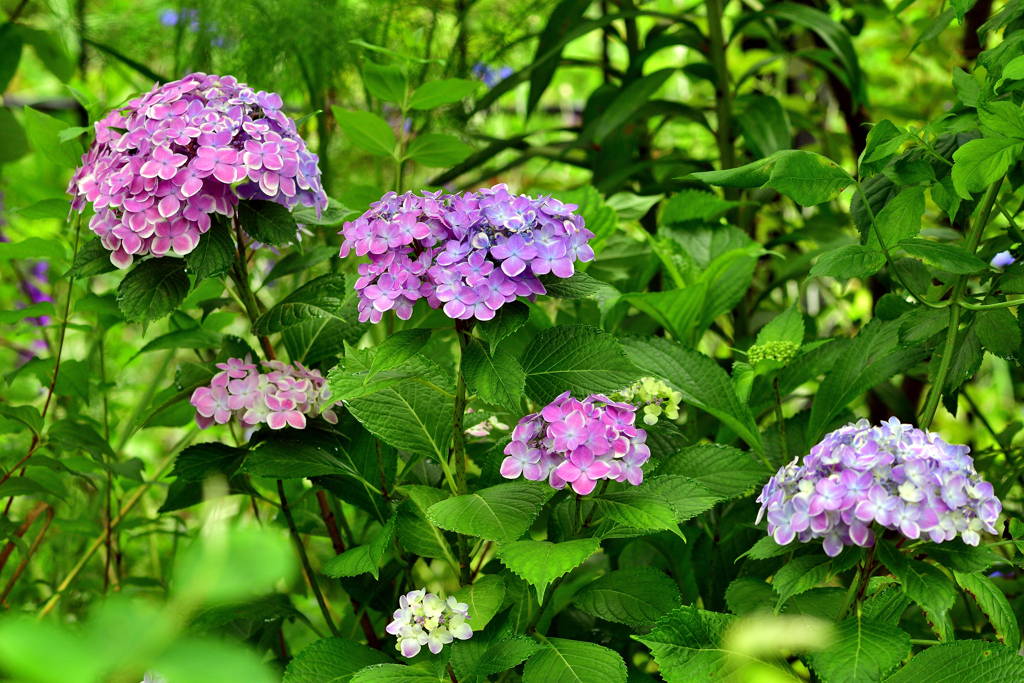 紫陽花-Ⅱ