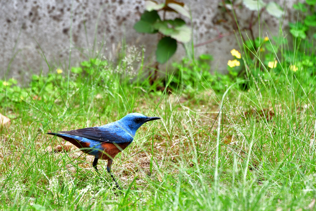 海の家の公園で