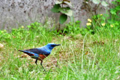 海の家の公園で