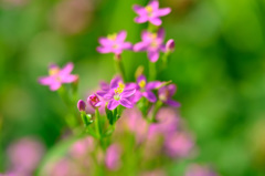 小さな花