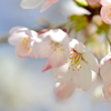 桜に誘われて-Ⅲ