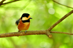 最も近くにおいでよ