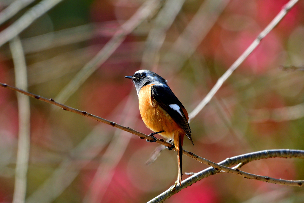 ジョージ花をバックに 