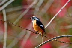 ジョージ花をバックに 