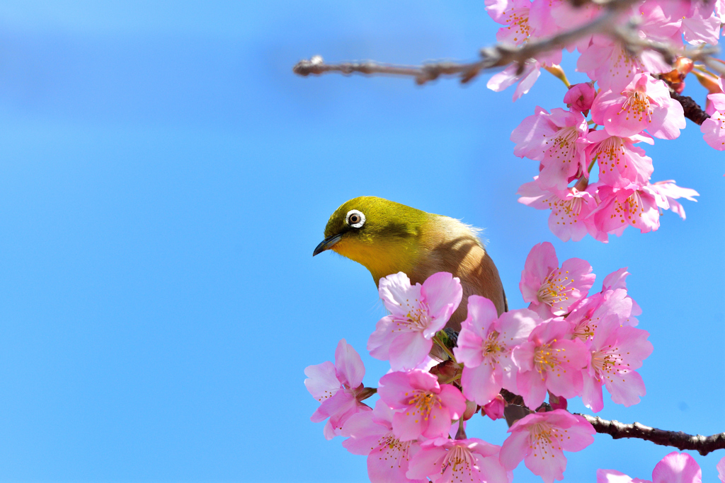 青空とサクジロウ-Ⅴ