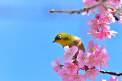 青空とサクジロウ-Ⅴ