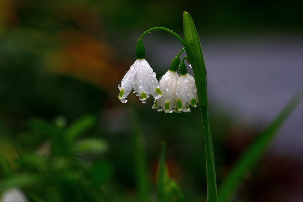 ☂と✿