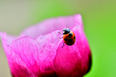 てんとう虫とポピー-Ⅱ