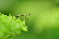 チビカマと紫陽花-Ⅱ