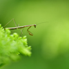 チビカマと紫陽花-Ⅱ