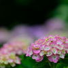 紫陽花-Ⅱ