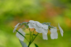 紫陽花