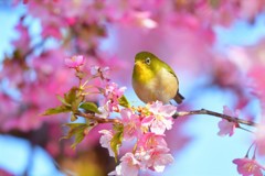 春と桜とメジロ-Ⅲ