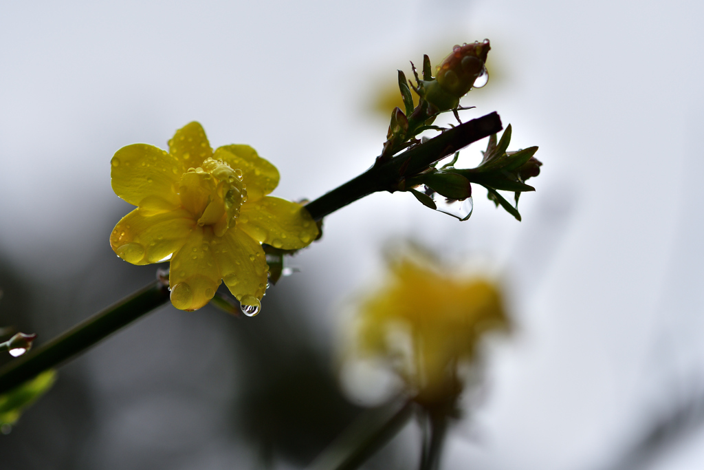 雨と花