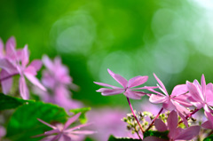 住心院　紫陽花-Ⅱ
