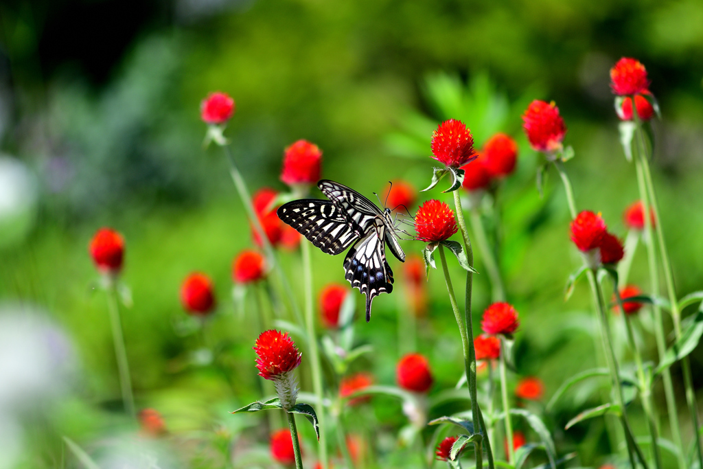 花から花へ-Ⅲ