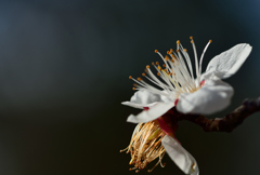 飛花